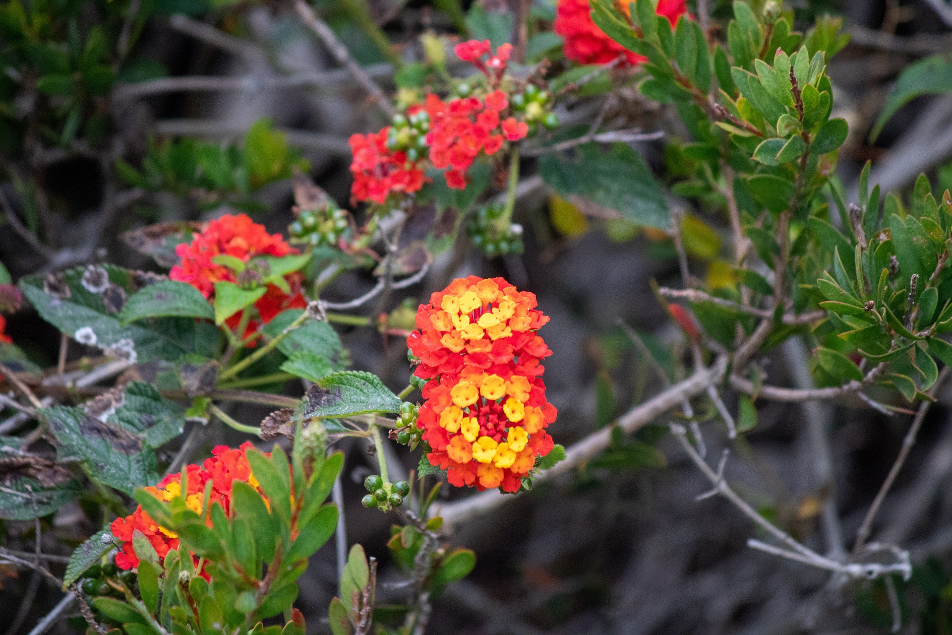 Around the Azalea Coast - News and Updates from KBT - May 2023 header image.