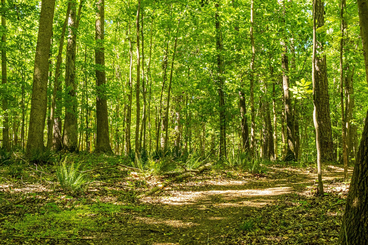 north carolina state forest