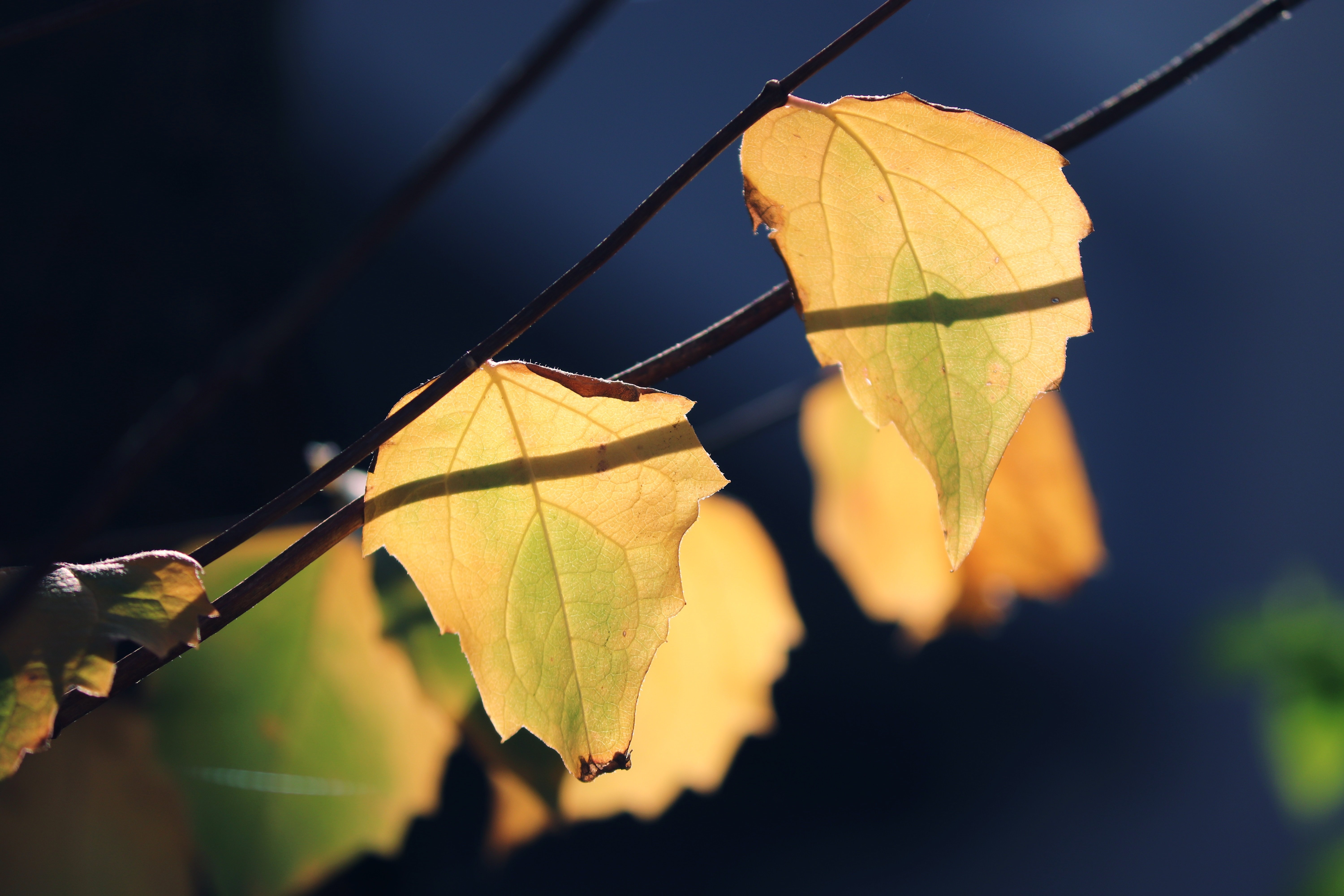 A Little Fall Preparation Goes a Long Way: Essential Home Maintenance Tips for Coastal North Carolina Homeowners header image.