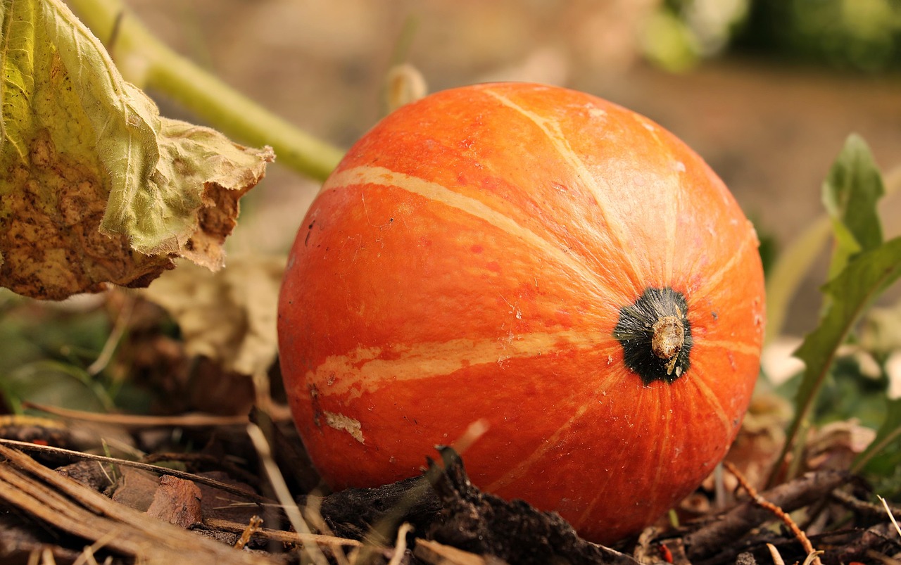 Around the Azalea Coast | October 2025 header image.
