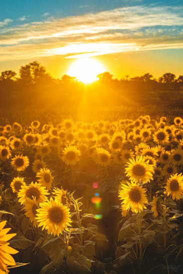 Every Morning Is a Fresh Start header image.