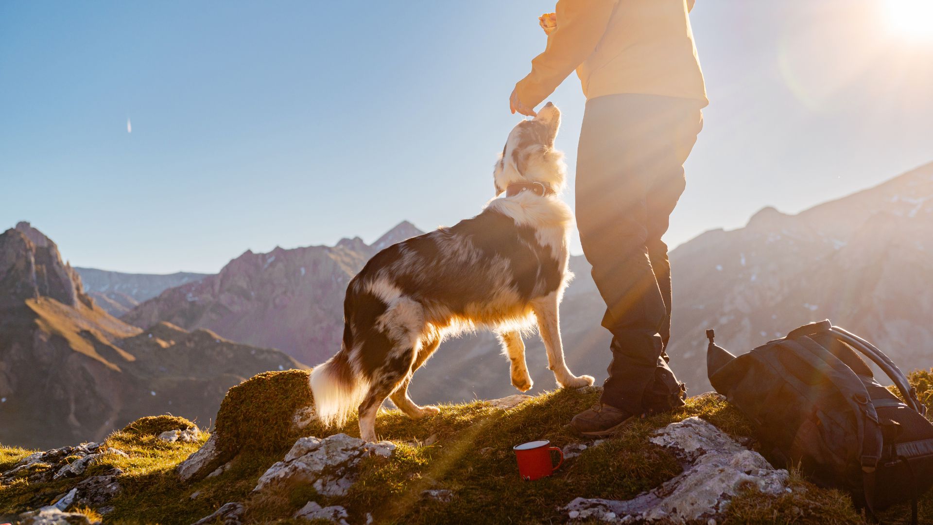 A Local's Guide to the Best Dog-Friendly Places in the Flathead Valley header image.