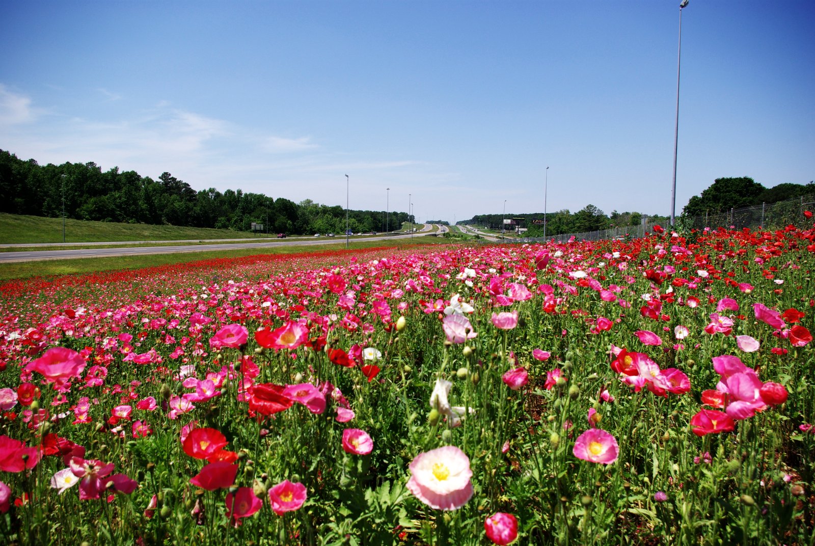 Springtime in Madison County, Alabama near Huntsville