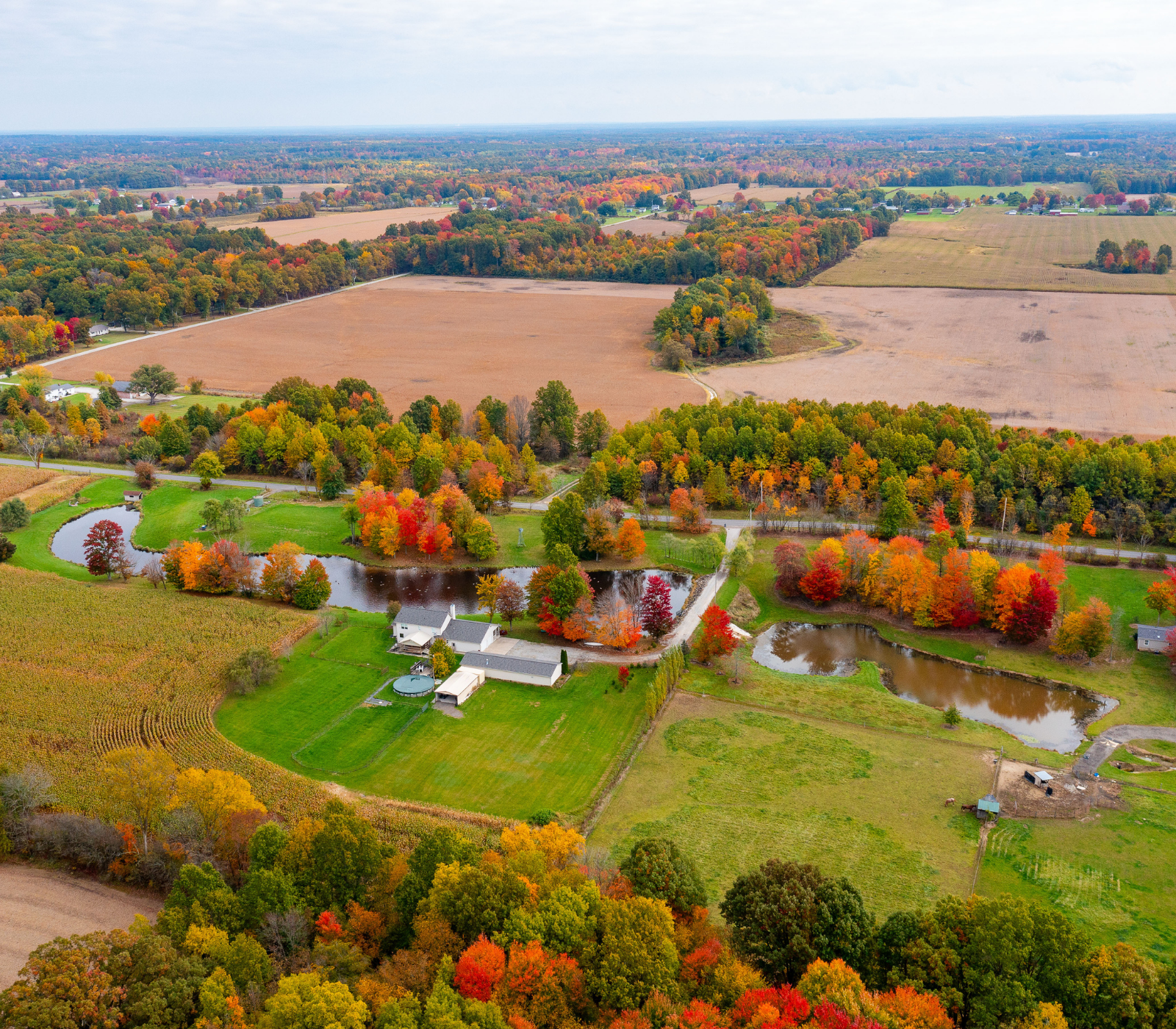 Fall foliage