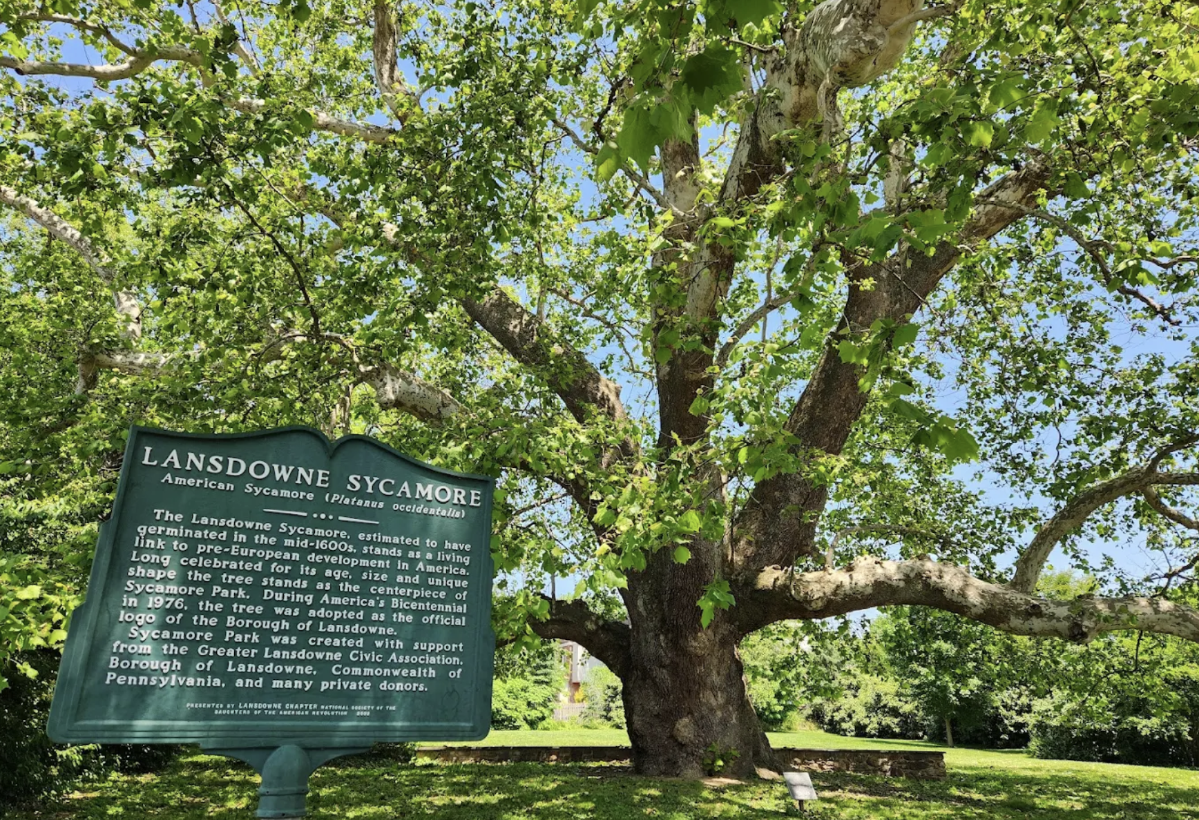 Landsdowne Sycamore Tree