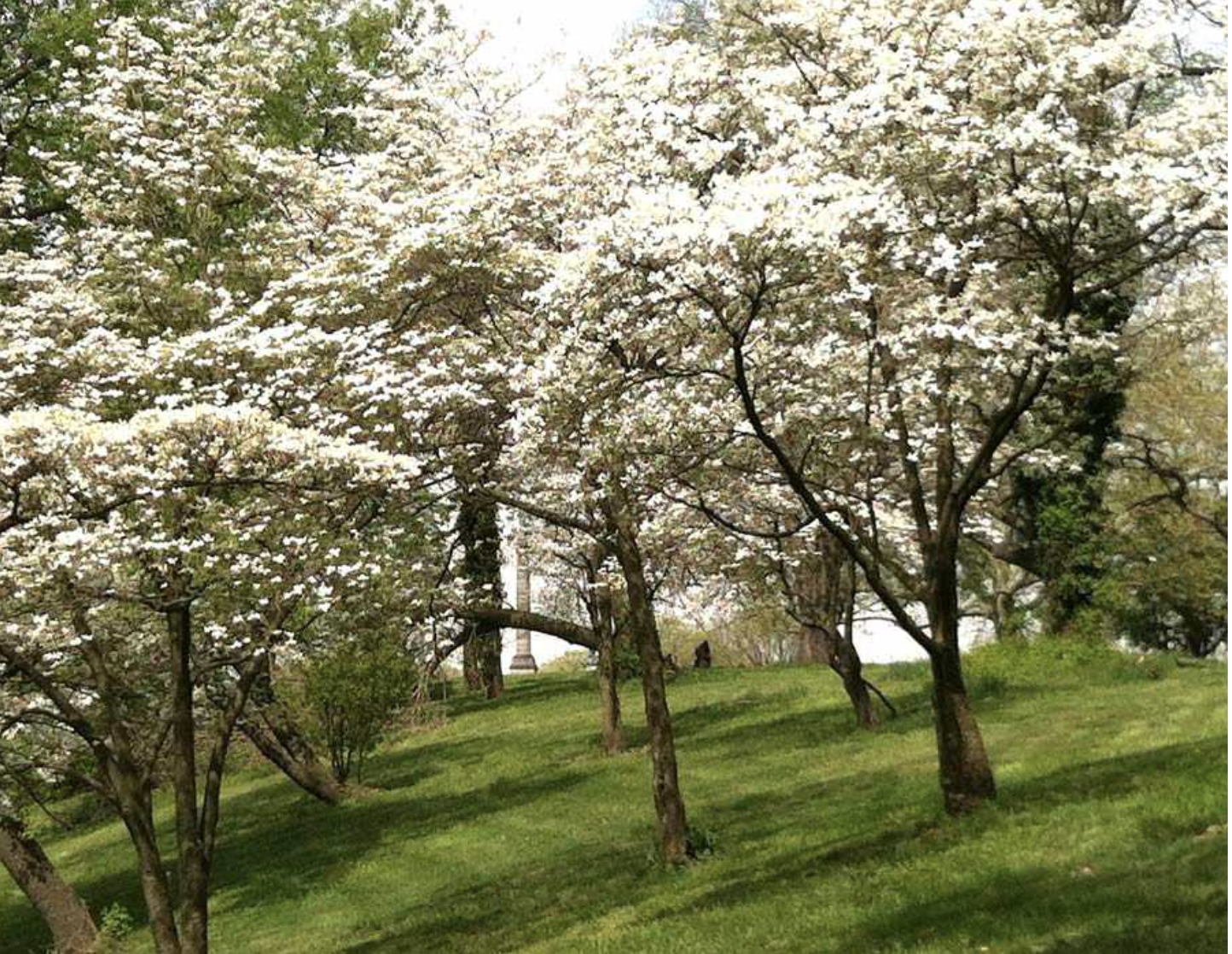 Fairmount Dogwood Tree 
