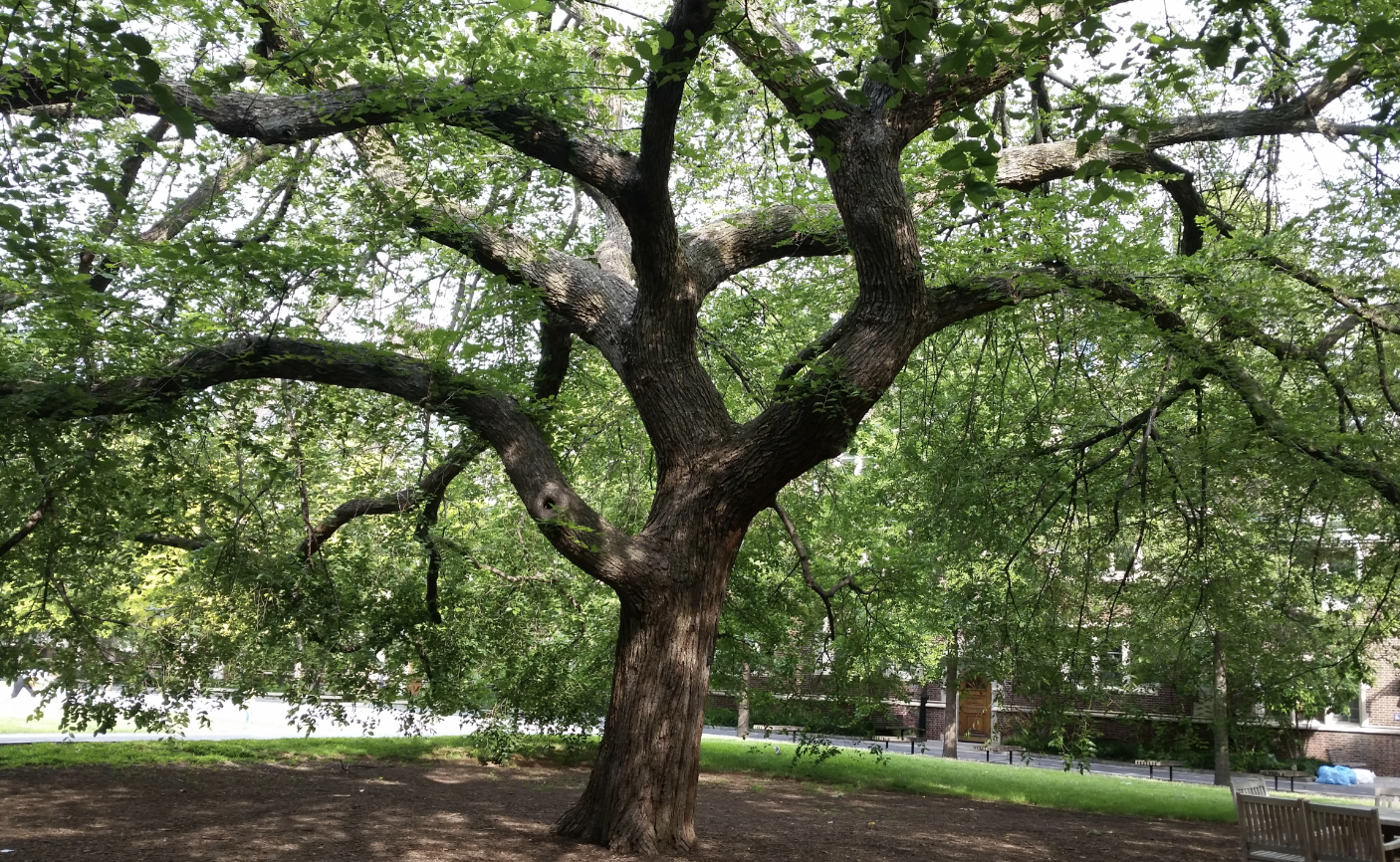 🌸 Rooted in Philly: A Short History of the City’s Most Iconic Trees header image.