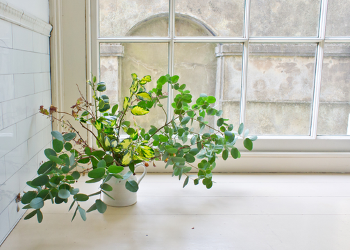 Indoor Gardening Tips for Beginners