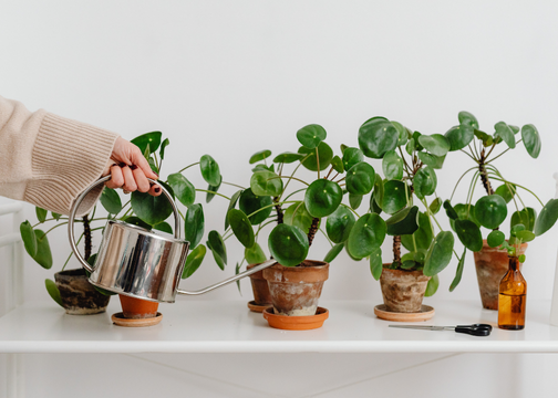 Indoor Gardening Tips