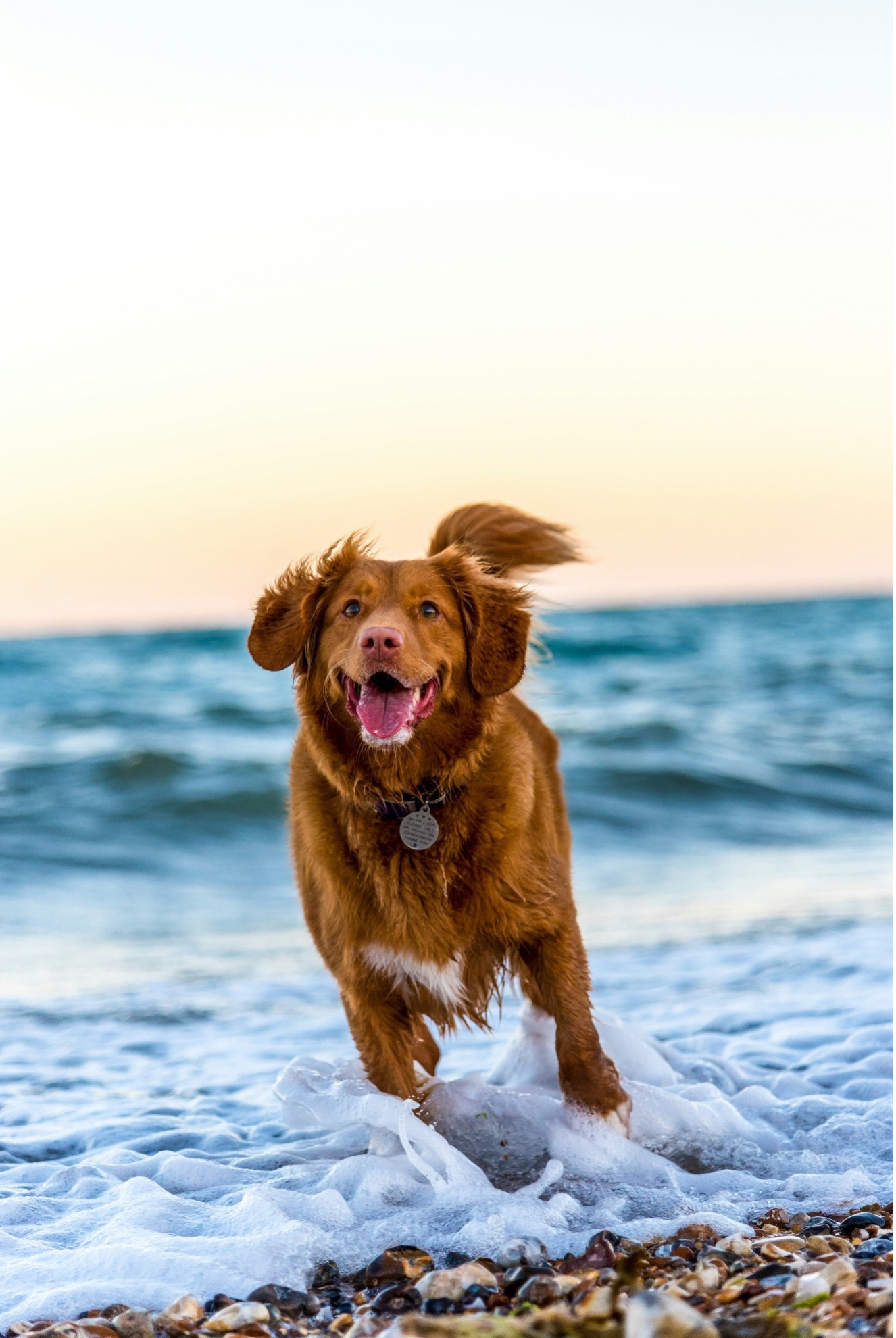 A Comprehensive Guide to Bringing Your Pets to Maui, Hawaii header image.