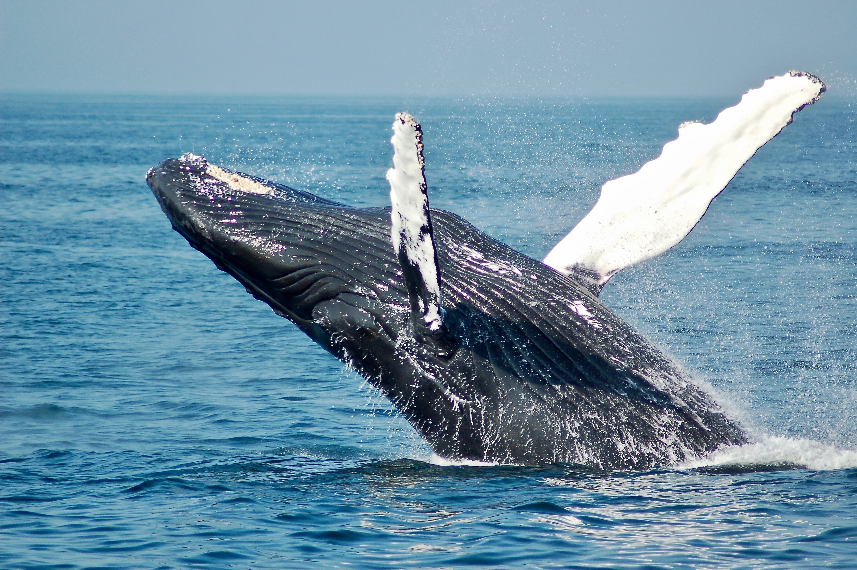Blog Post on Whales returning to Maui header image.