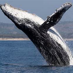 Humpback whale breaching off the coast of Maui during peak whale-watching season, with West Maui Mountains in the background