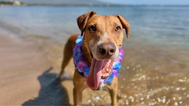 Happy dog standing on a sandy Maui beach wearing a colorful Hawaiian lei, enjoying the ocean waves on a sunny day.