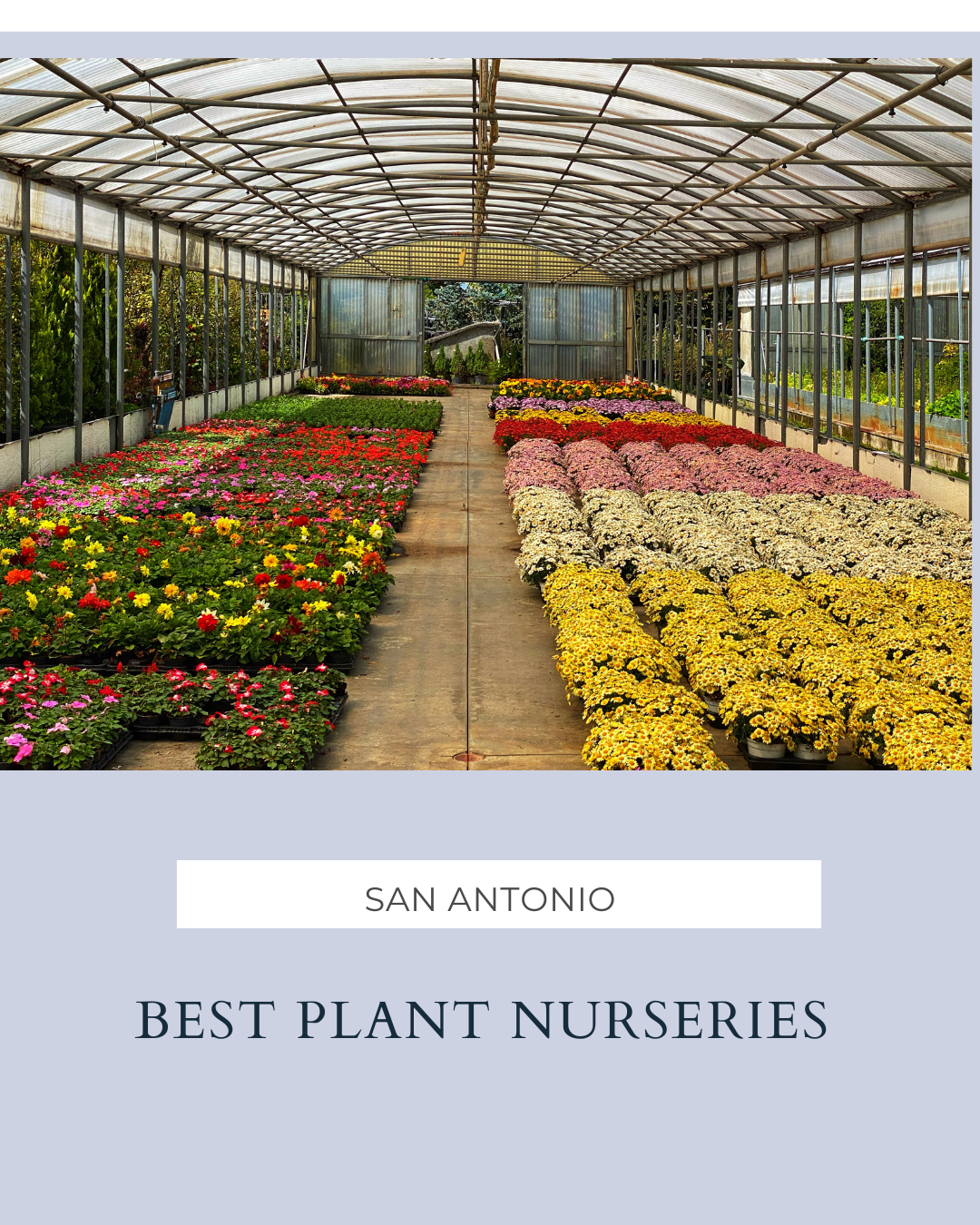 🌿 Best Plant Nurseries in San Antonio: Where to Grow Your Green Thumb header image.