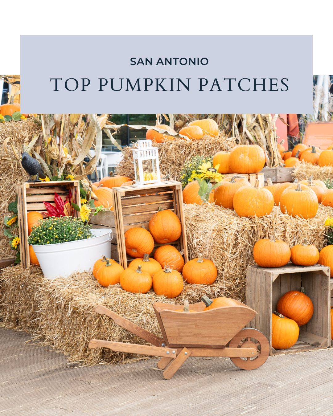 🎃 Top Pumpkin Patches Around San Antonio header image.