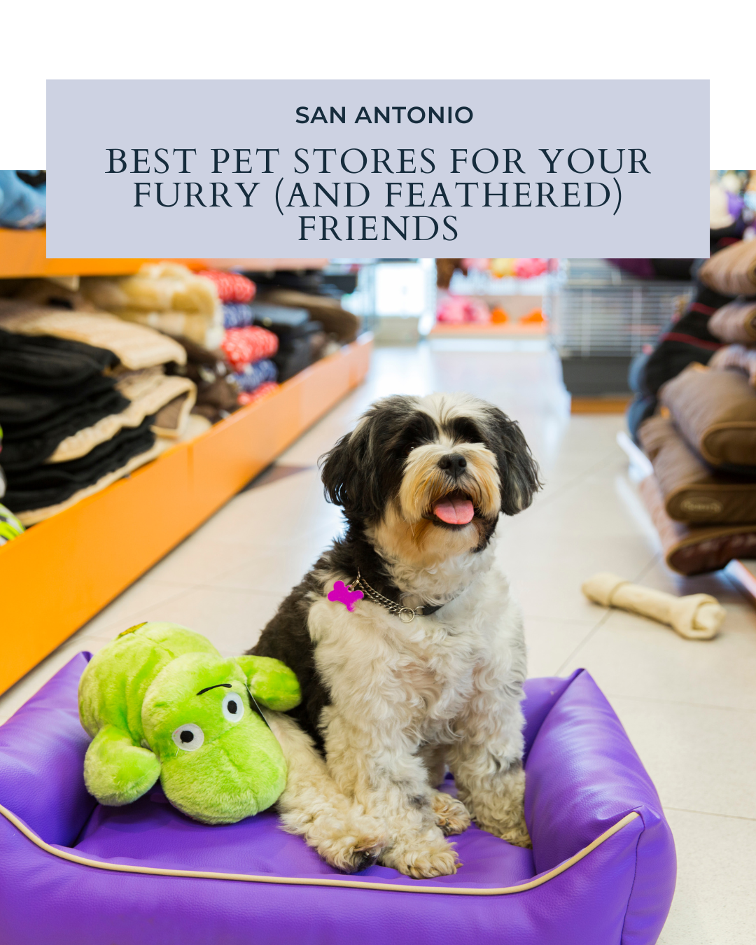 Best Pet Stores in San Antonio for Your Furry (and Feathered) Friends header image.