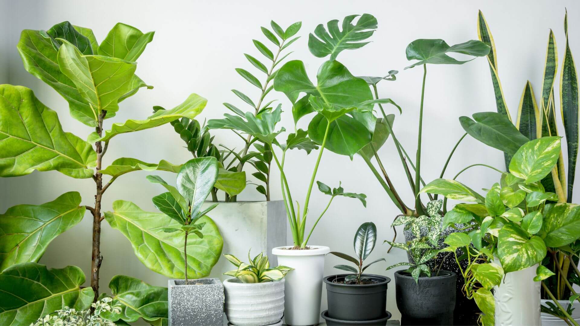 5 Ways to Embrace the Biophilic Design Trend header image.