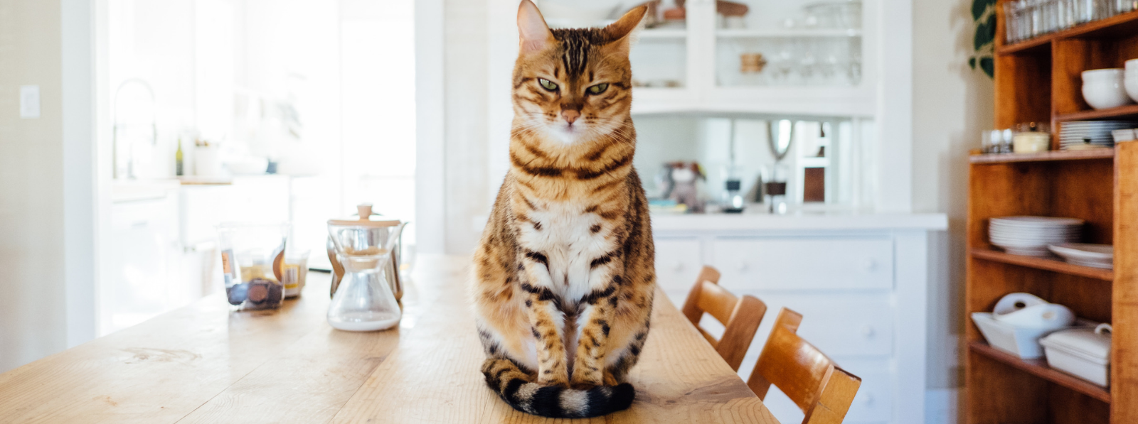 Five Things That Could VOID Your Home Insurance header image.