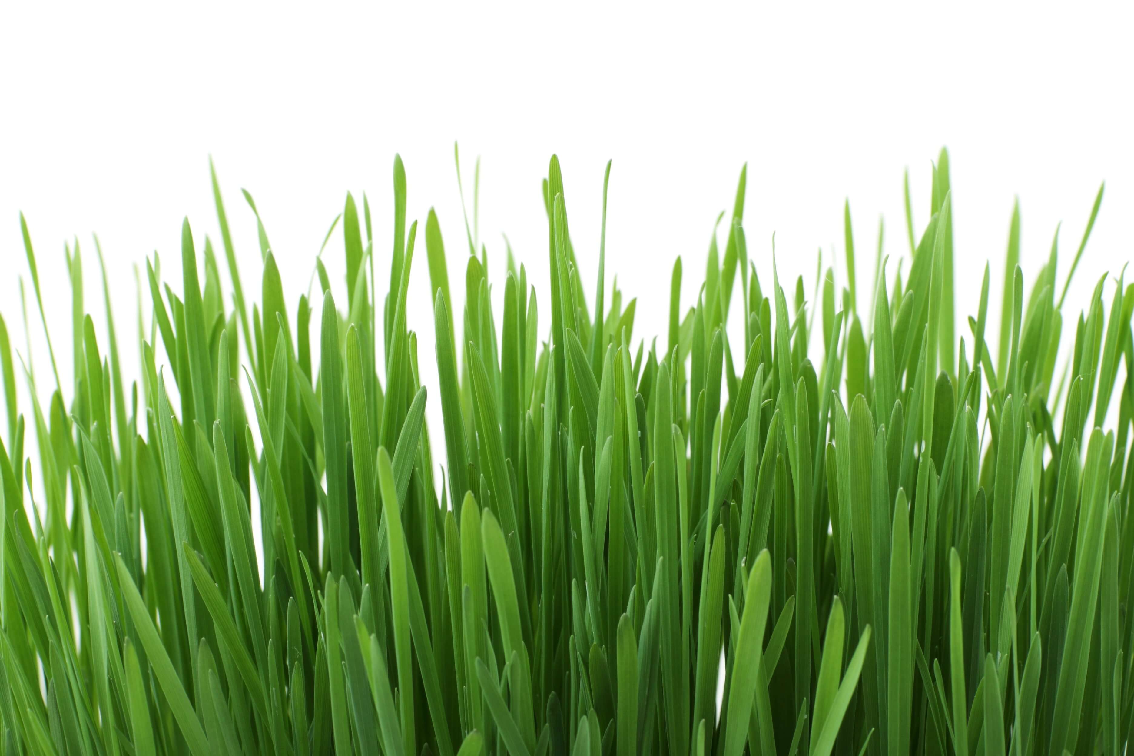 Close up of green grass on lawn