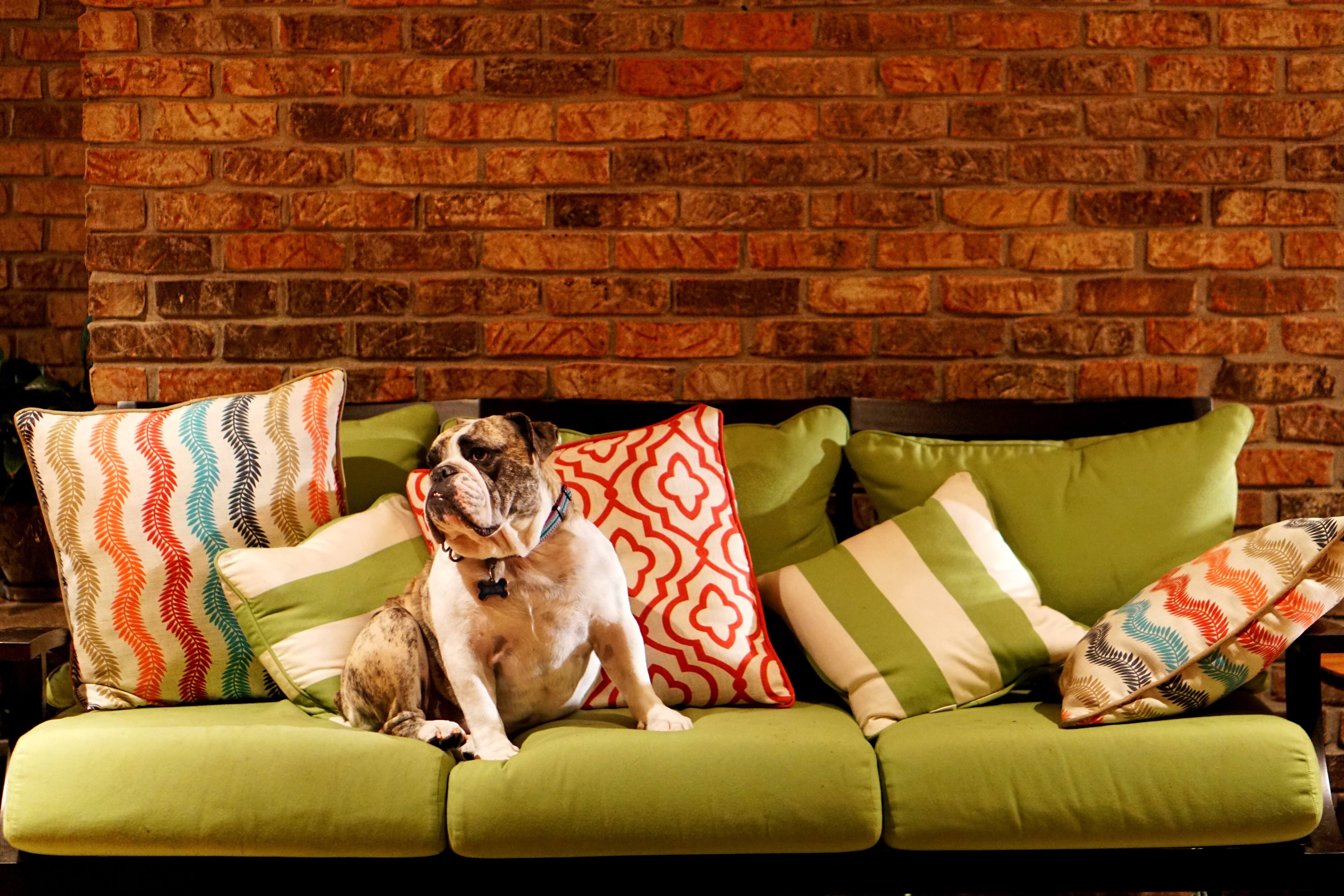 A Bull dog on sofa with lots of pillows - living his best life