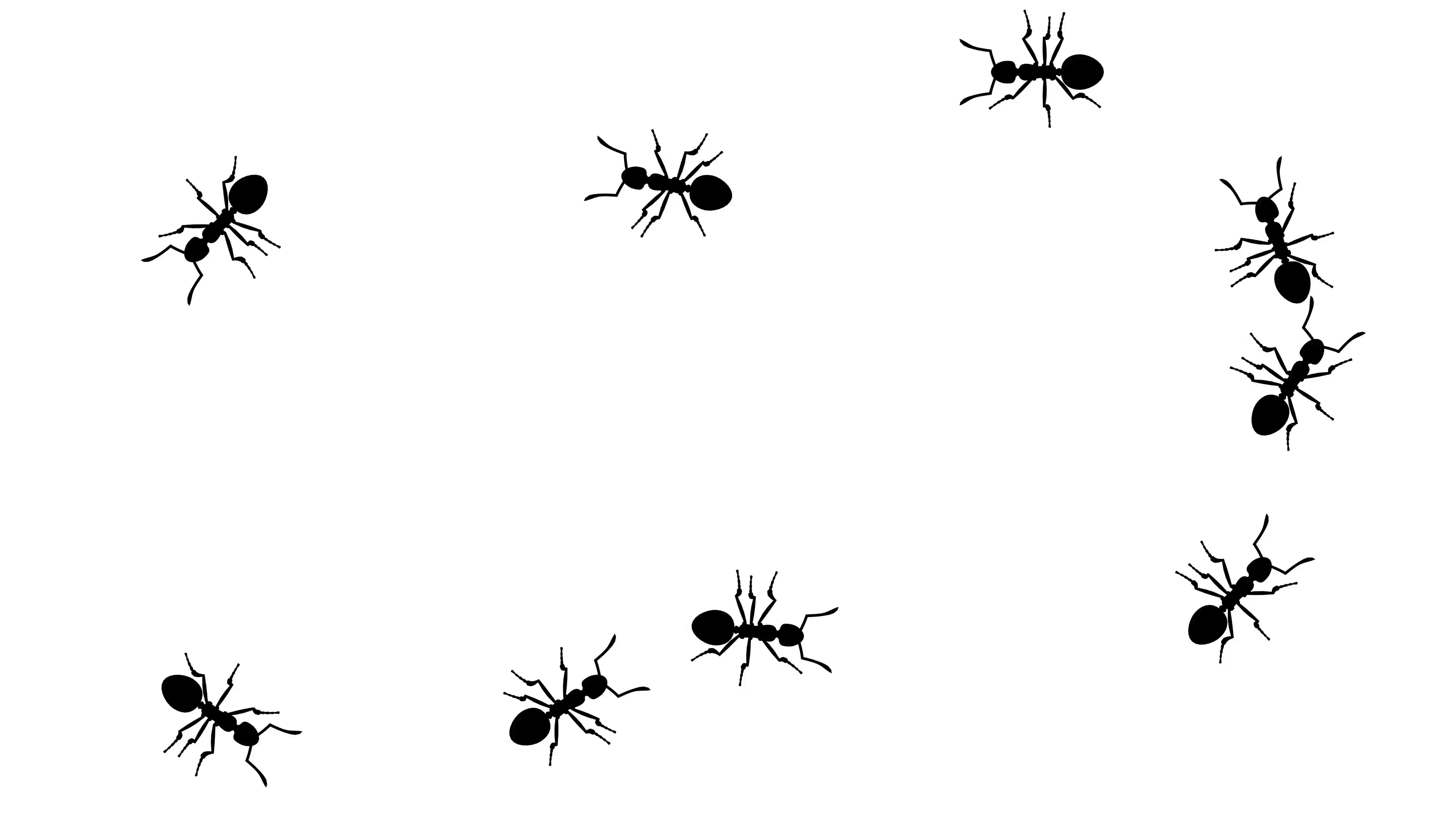 ants crawling around