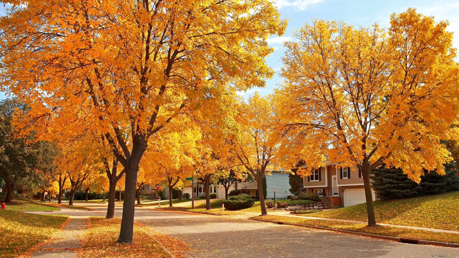 Fall colourful tree lined street