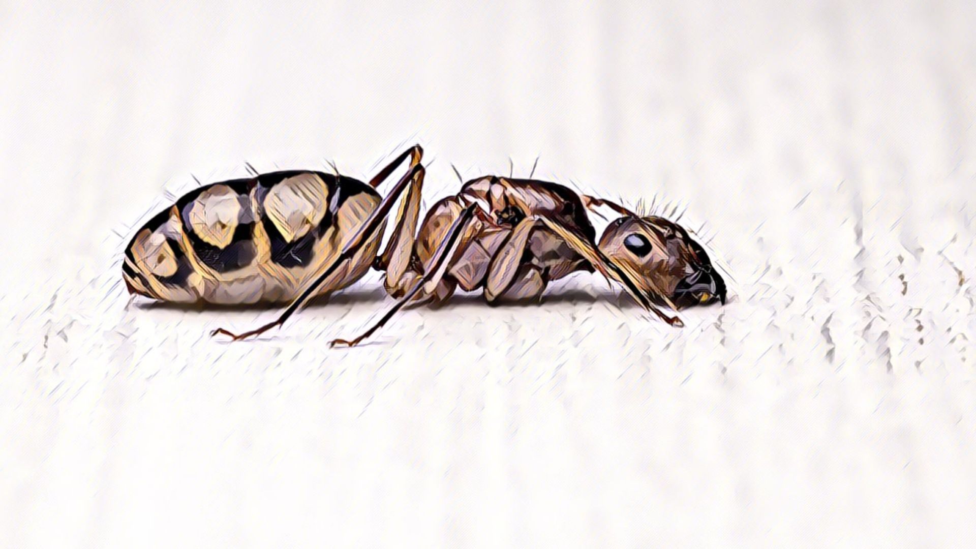 Drawing of a Carpenter Ant