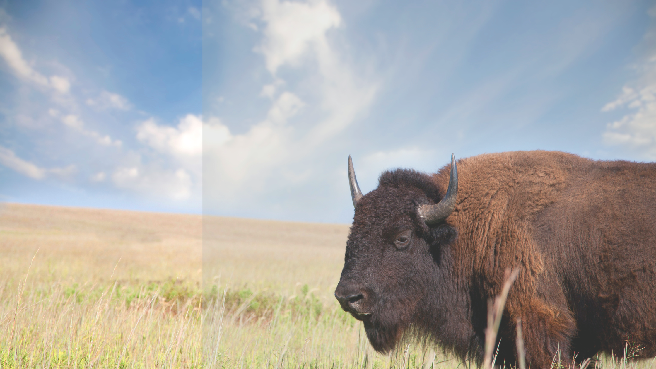 Discovering the Essence of Oklahoma through its State Symbols header image.