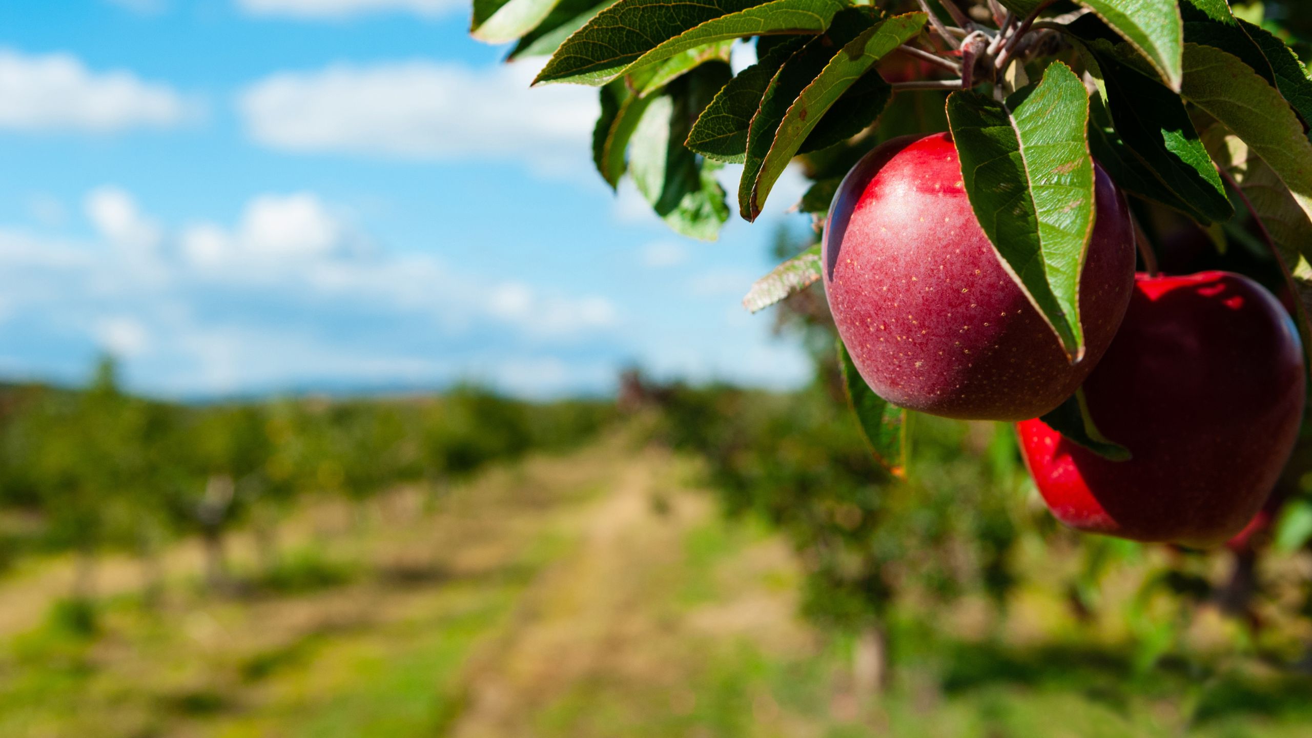 Apples Orchard