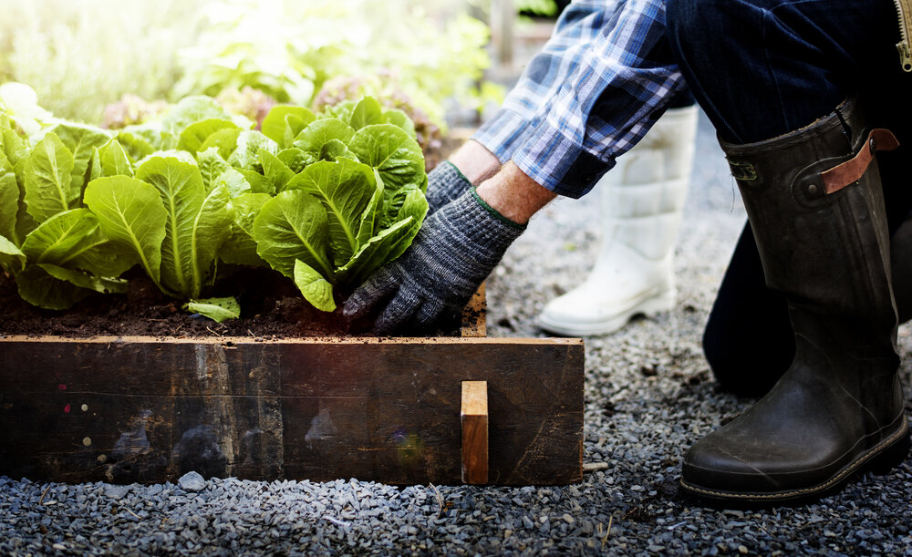 Gardening Tips to Help Your Yard + Your Stomach header image.
