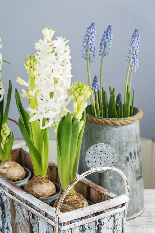 Add A Spring Touch To Your Home header image.