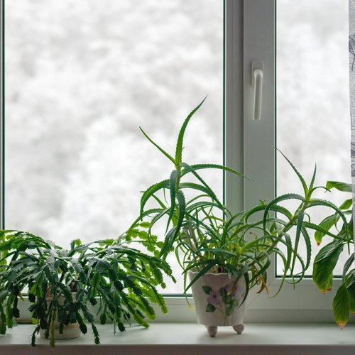 10 Winter House Plants for Your Home header image.