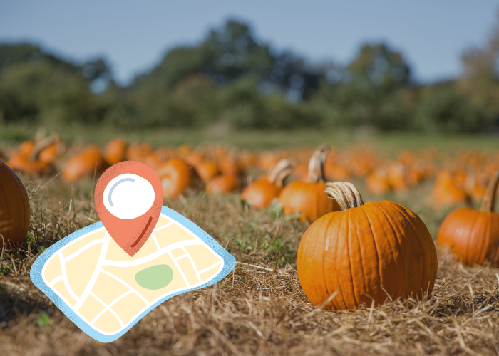 Pumpkin patches near Charlotte