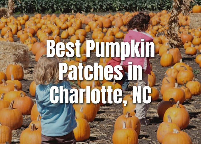 Best Pumpkin Patches in Charlotte, NC