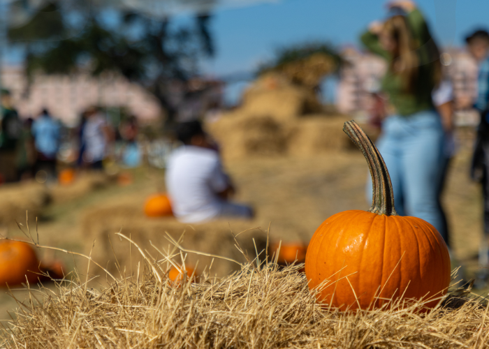 Pumpkin Patches near Charlotte