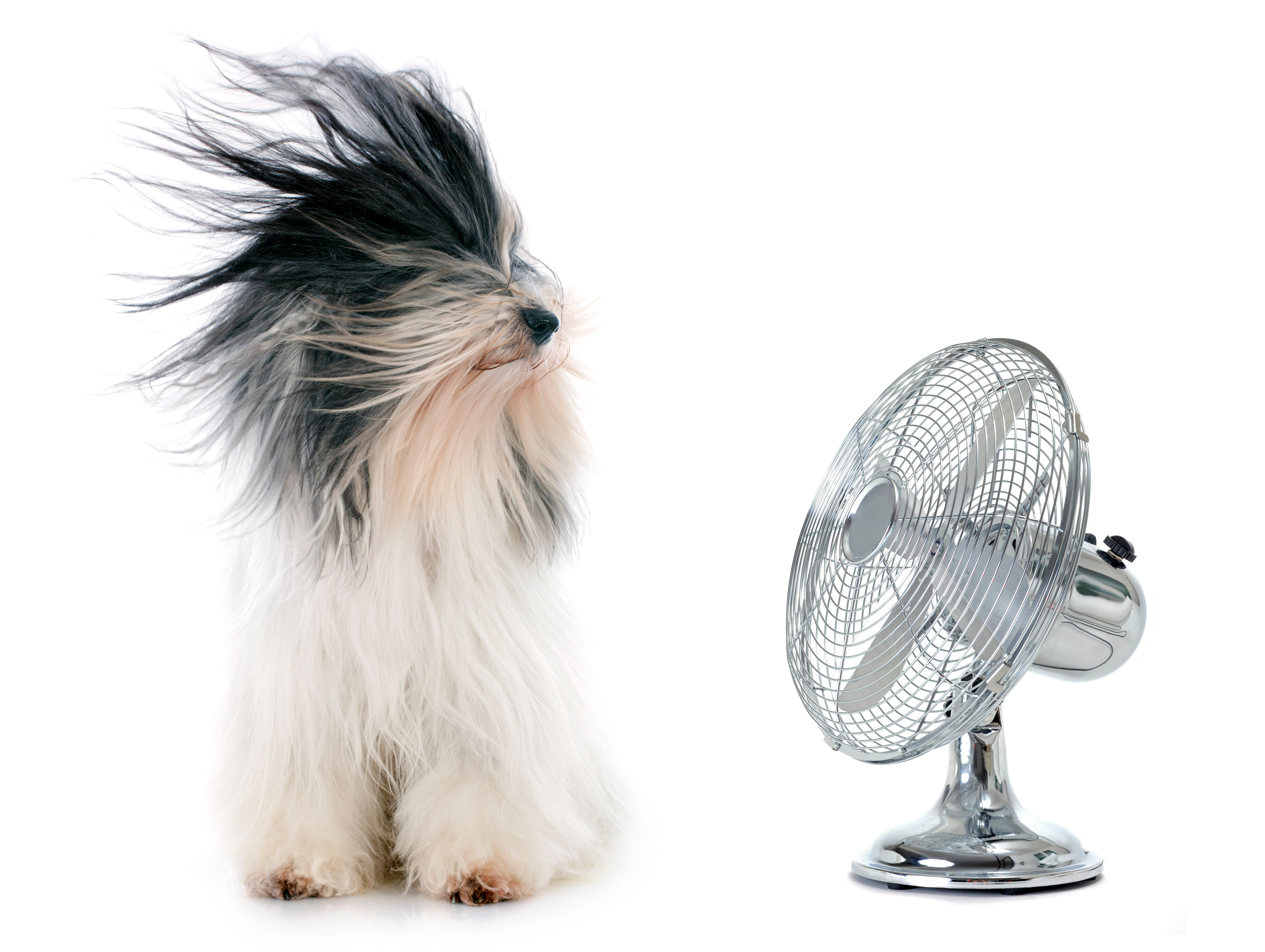 dog enjoying cool air from a fan for an article about maintaining your HVAC system