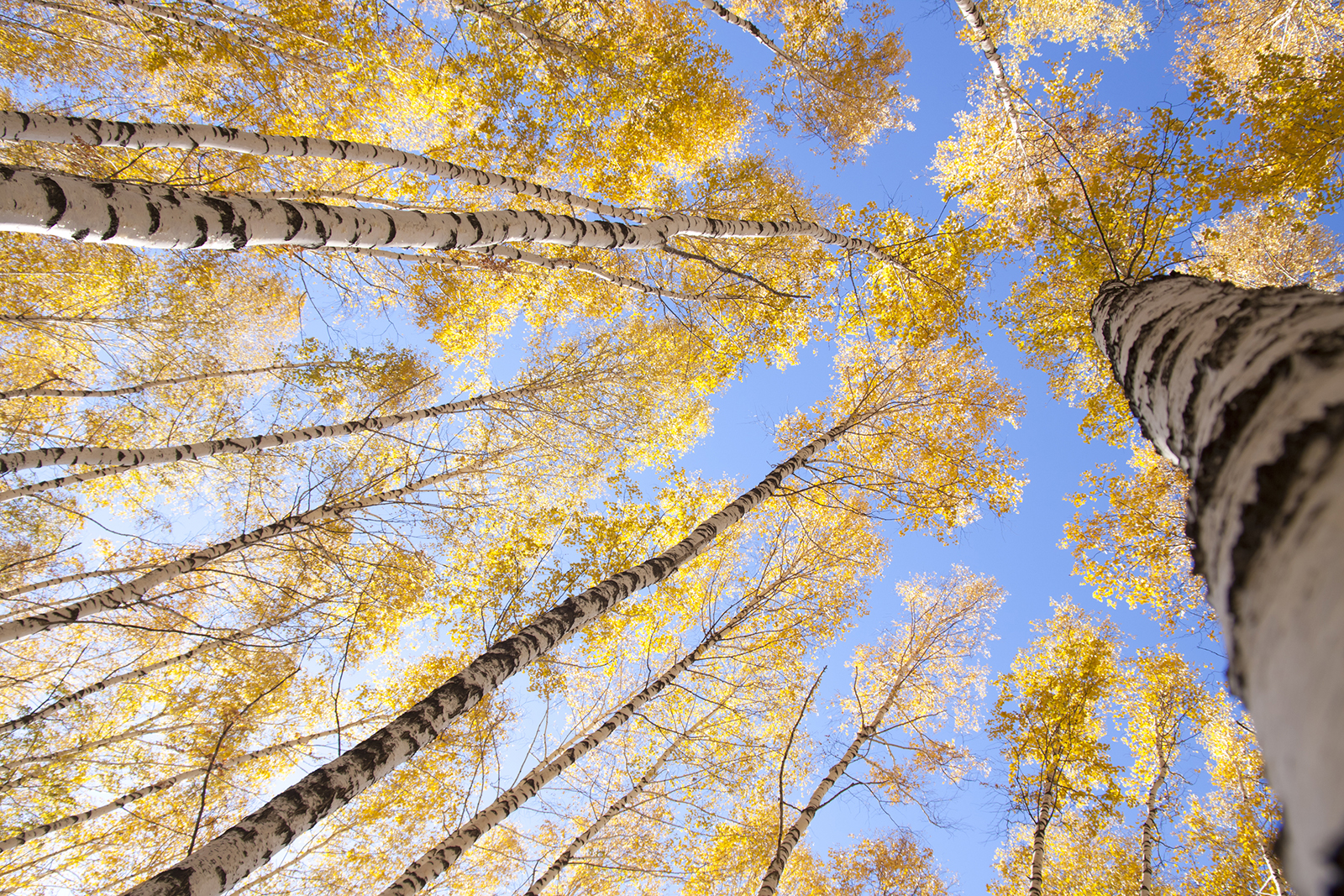 Telluride is adding another major hub header image.