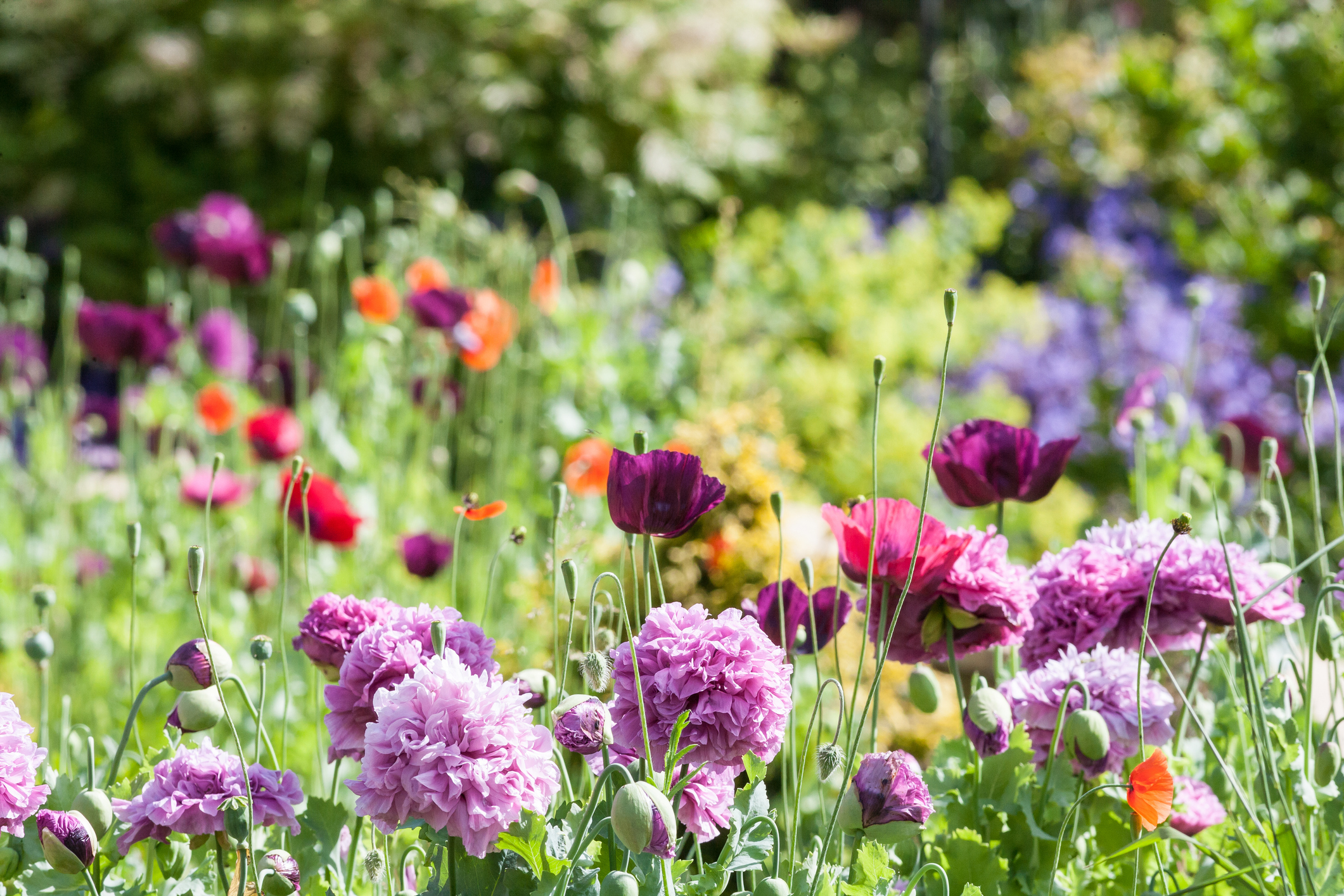 Spring Preparation header image.