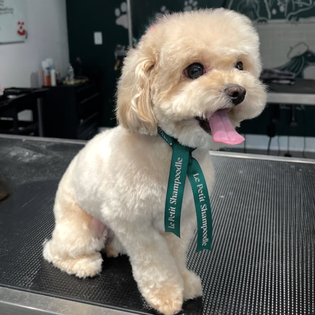 Phoebe’s Picks – Le Petite Shampoodle header image.