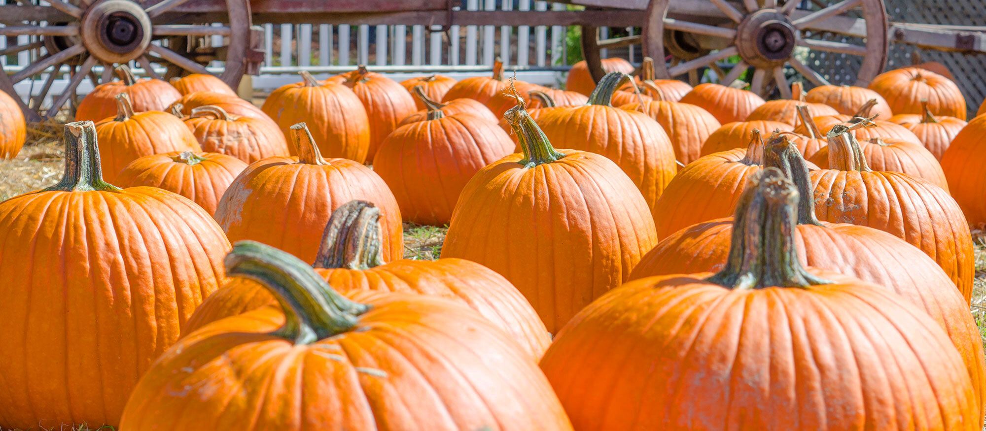Life in Bluffton This Fall header image.