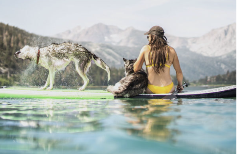 5 Things Your Dog Wants to Do With You This Summer header image.