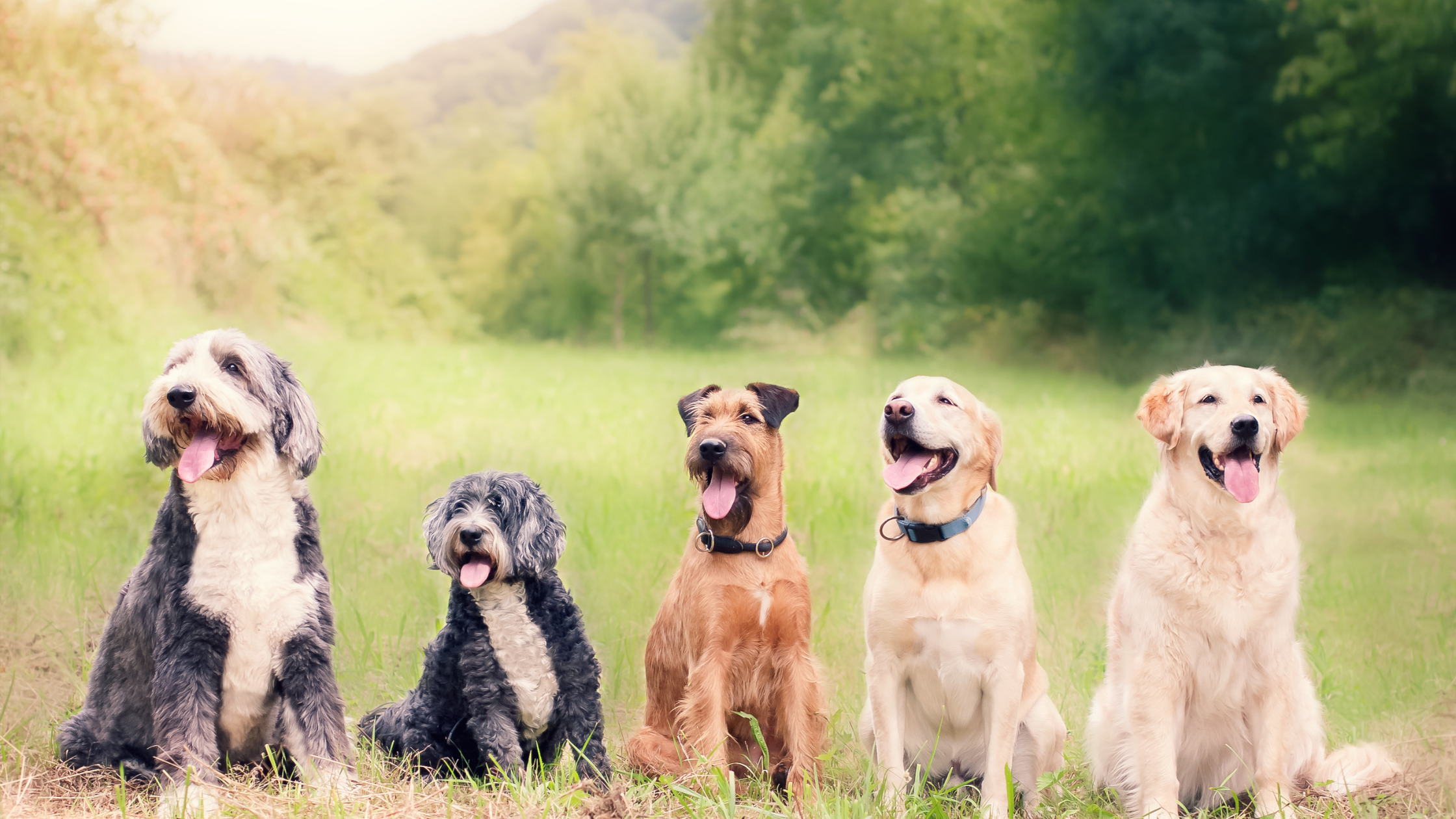 Dog-Friendly Spots in Cleveland for Summer Fun header image.