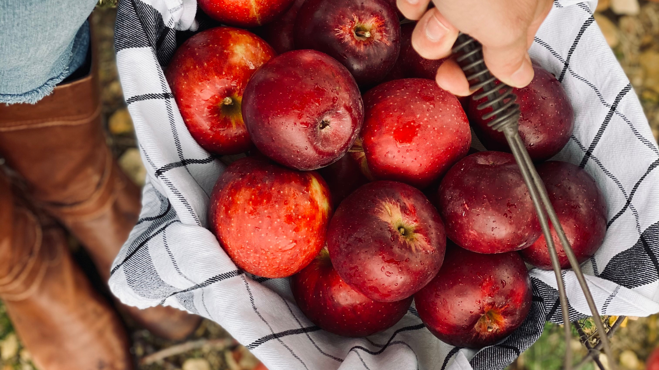 Best Apple Picking Locations in Northeast Ohio