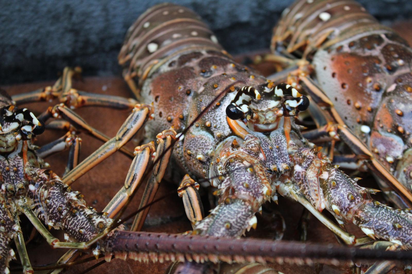 Spiny Lobster Season in the Florida Keys: A Tradition Worth Diving Into! header image.