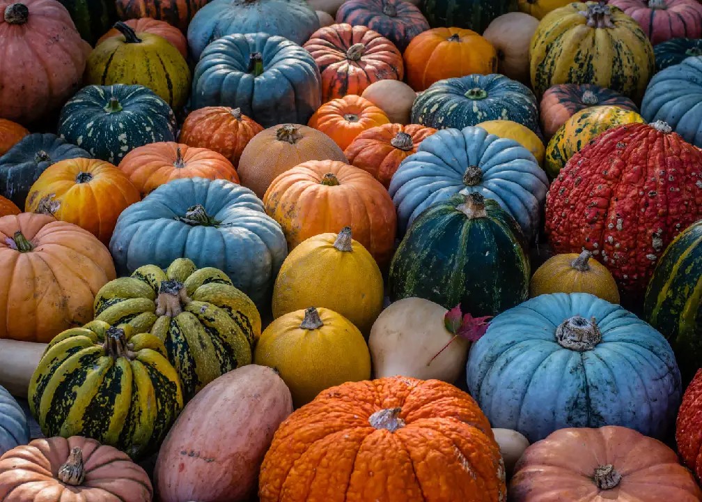 Pumpkinpalooza at Millican Reserve October 18 and 19th header image.