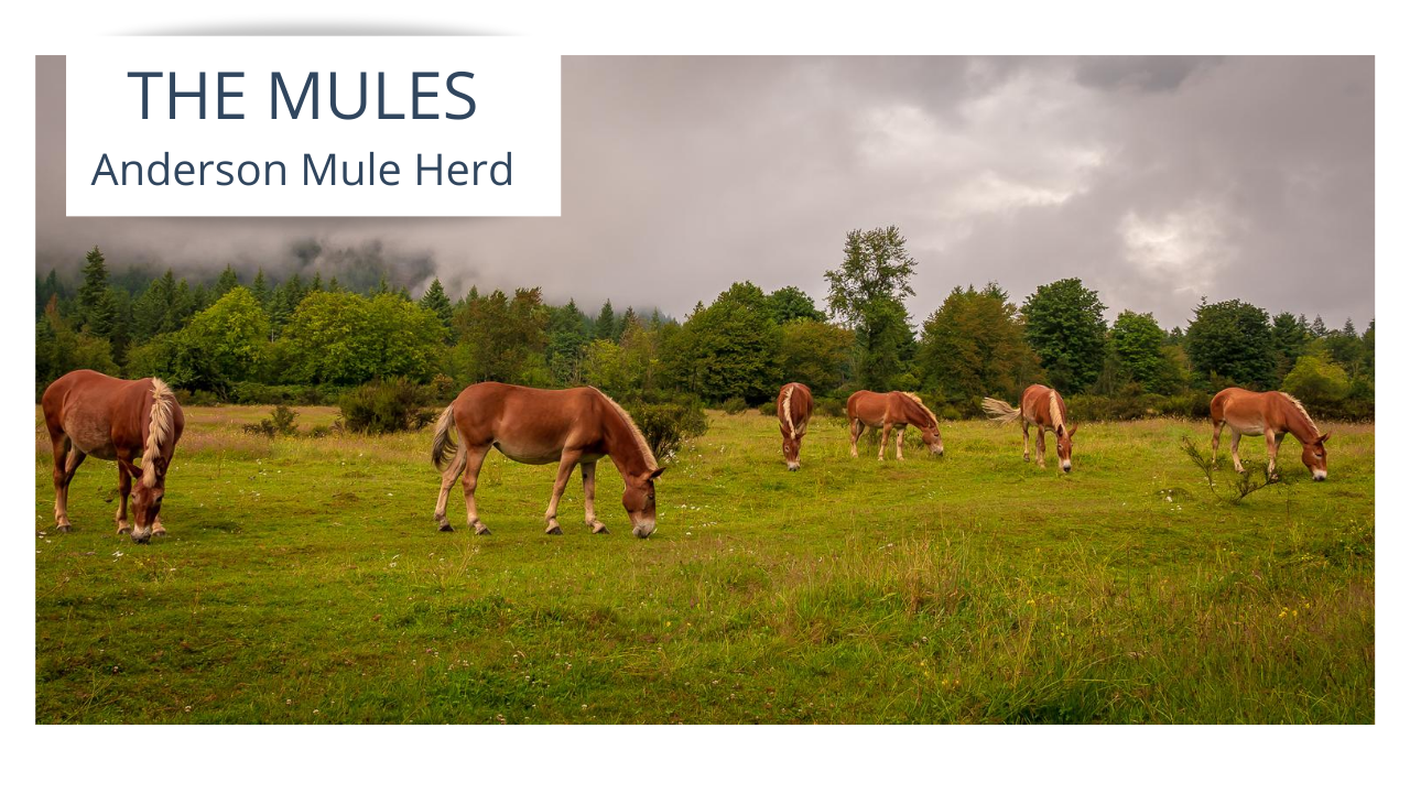 The North Bend Mules-A Story of Family header image.