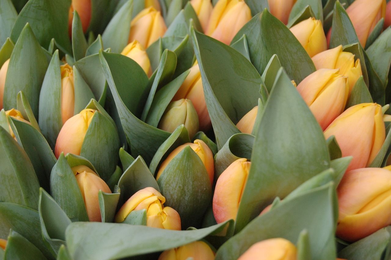 Does the weather having you SPRINGing into landscaping? header image.