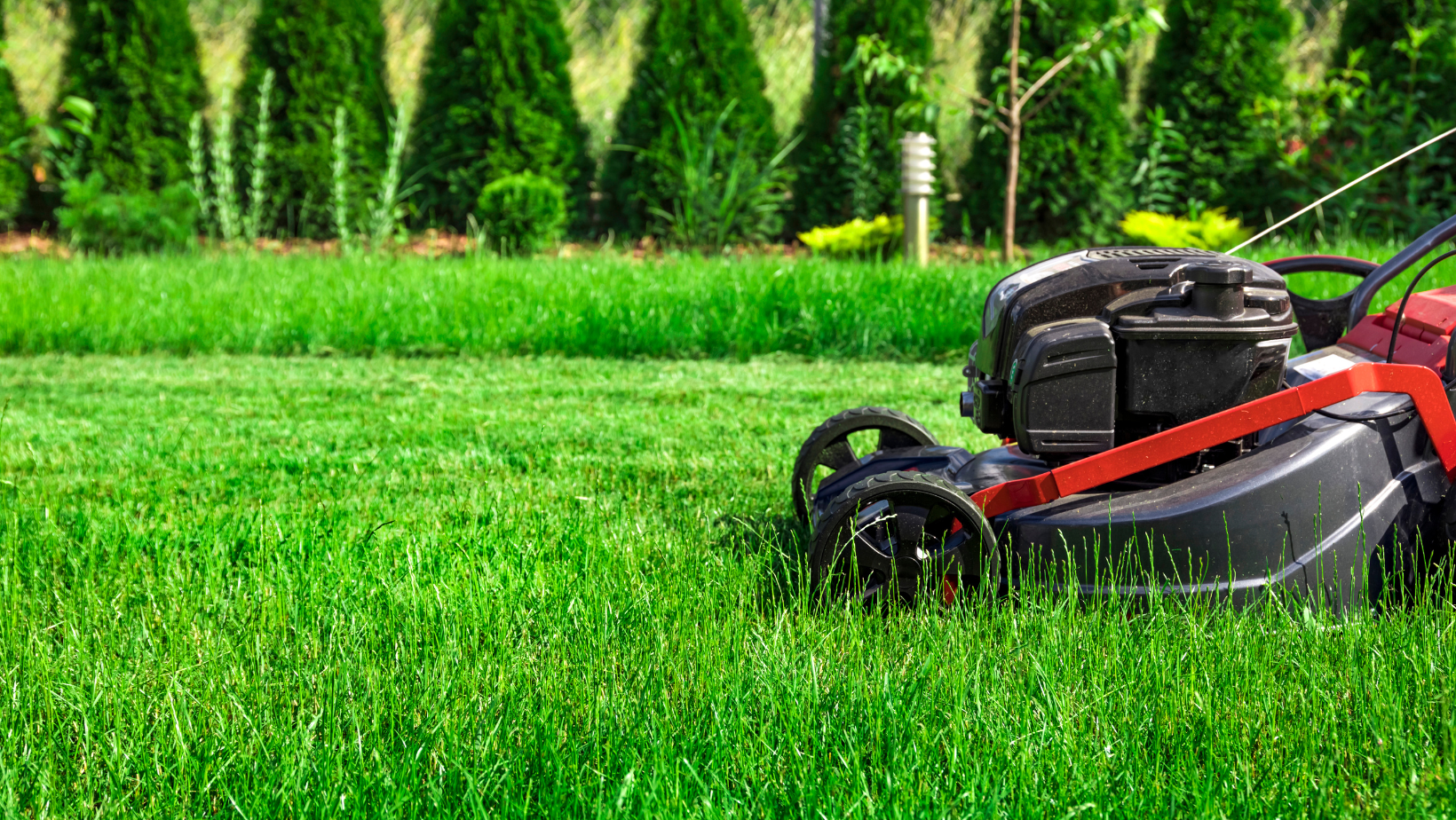 Avoid These Things if You Want to Keep Your Lawn Healthy header image.