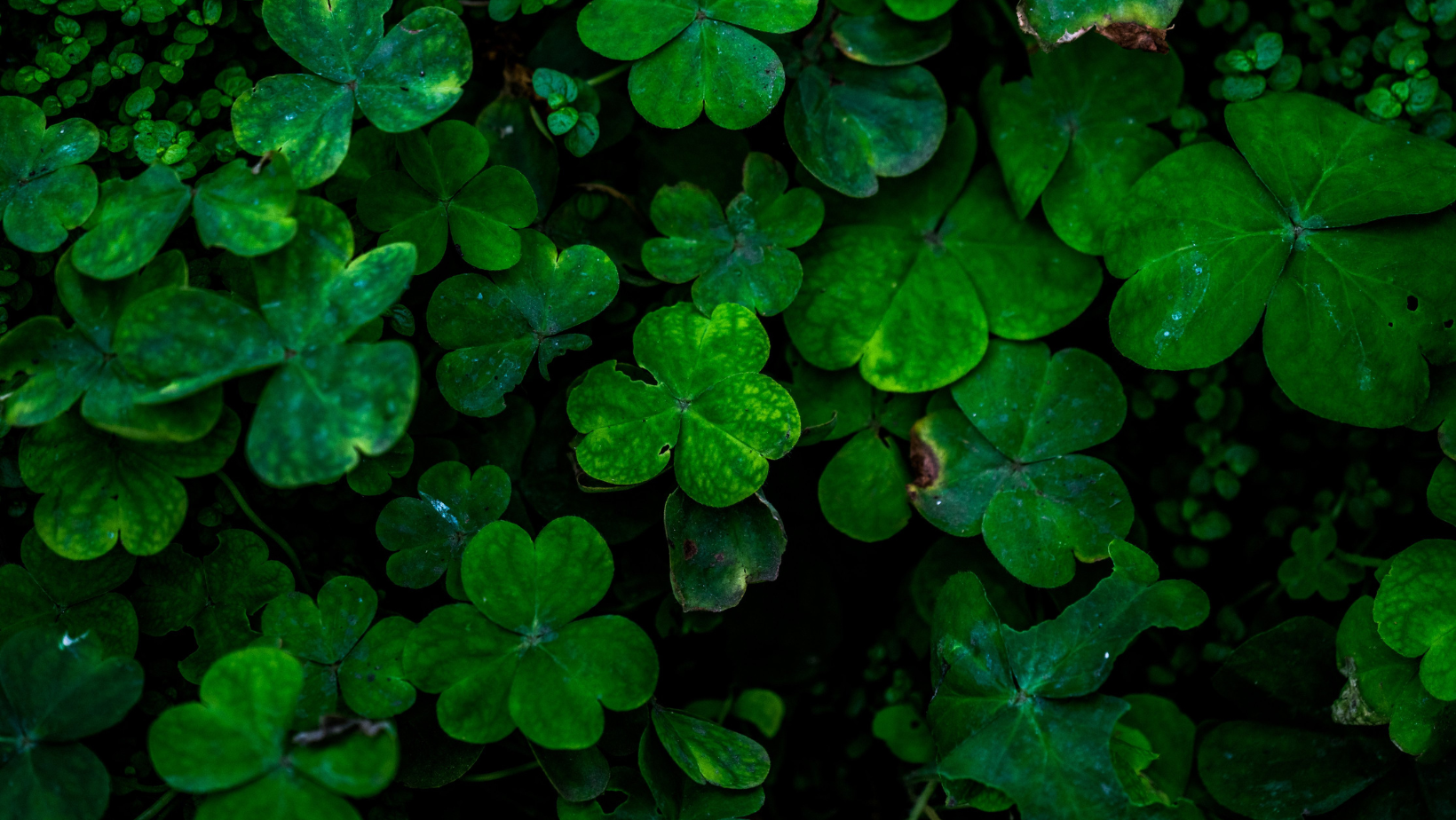 Where to Celebrate Saint Patrick's Day 2023 Around Maryland! header image.