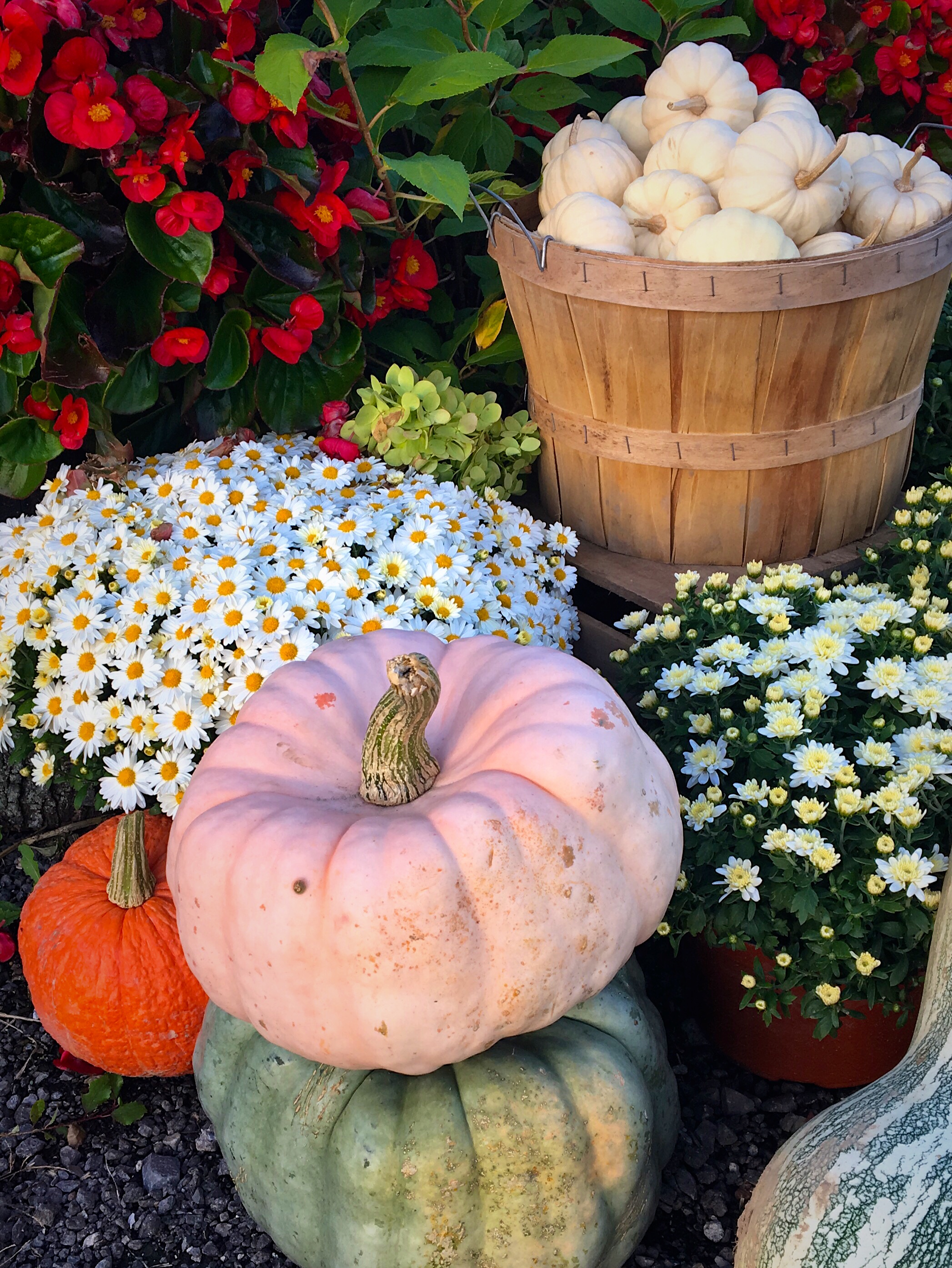 3 Cute Pumpkin Patches & Farm Stops to Visit Around Rochester, NY This Fall 🎃 header image.